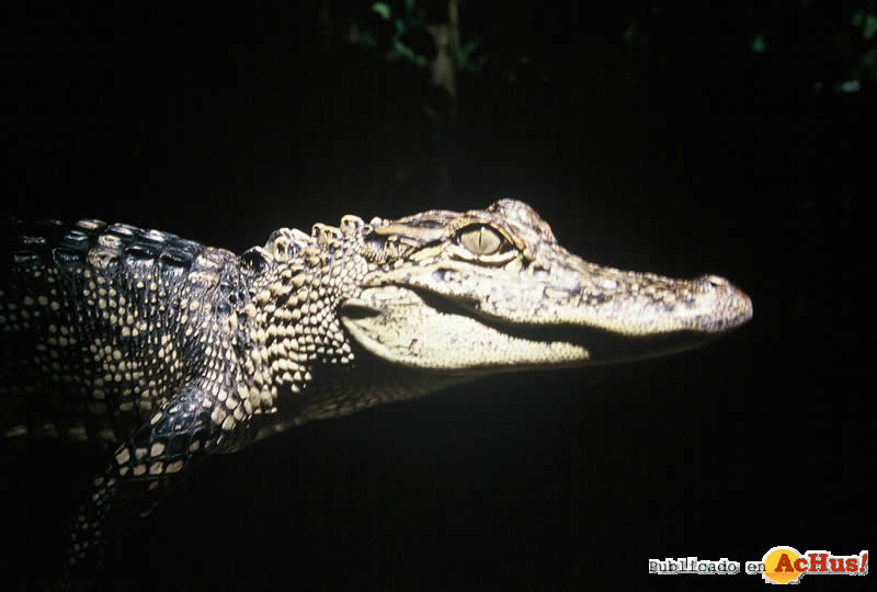 American Alligator 